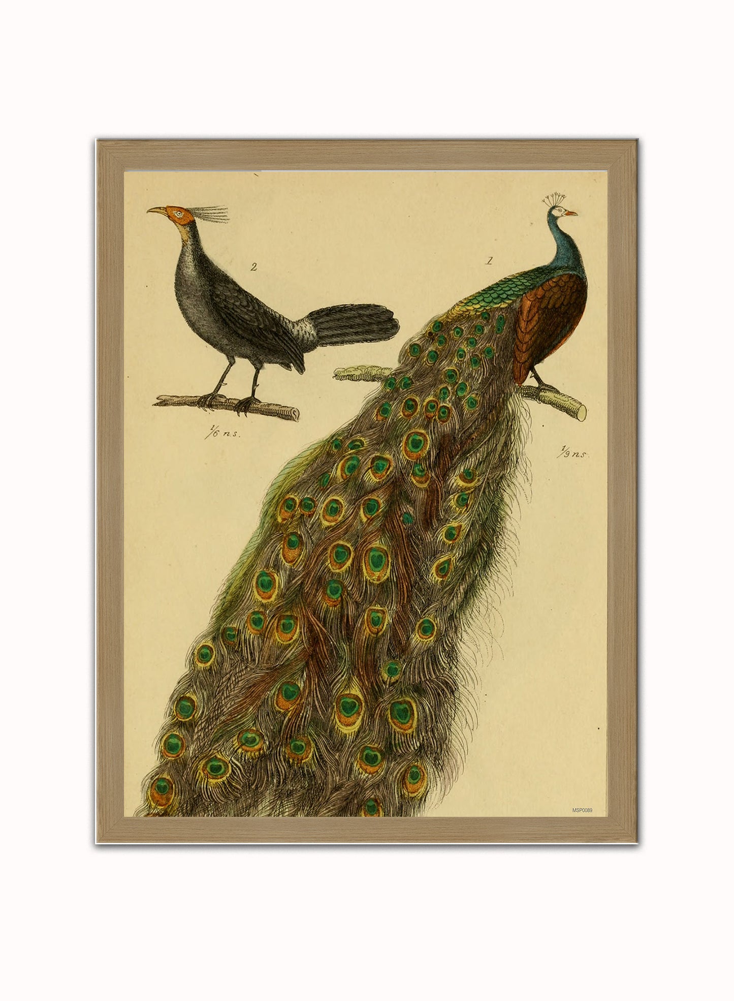 Peacocks Natural History Vintage Poster Wall Art Print 30x40cm Light Wood