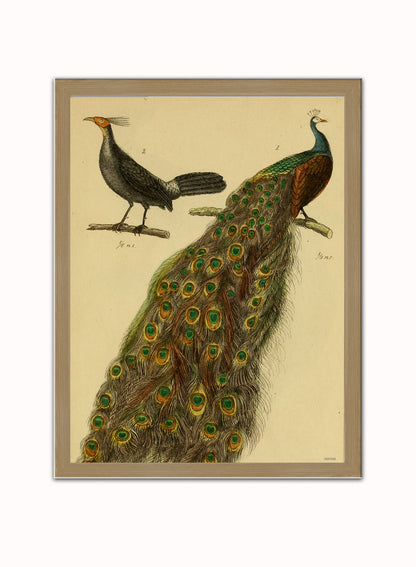 Peacocks Natural History Vintage Poster Wall Art Print 30x40cm Light Wood