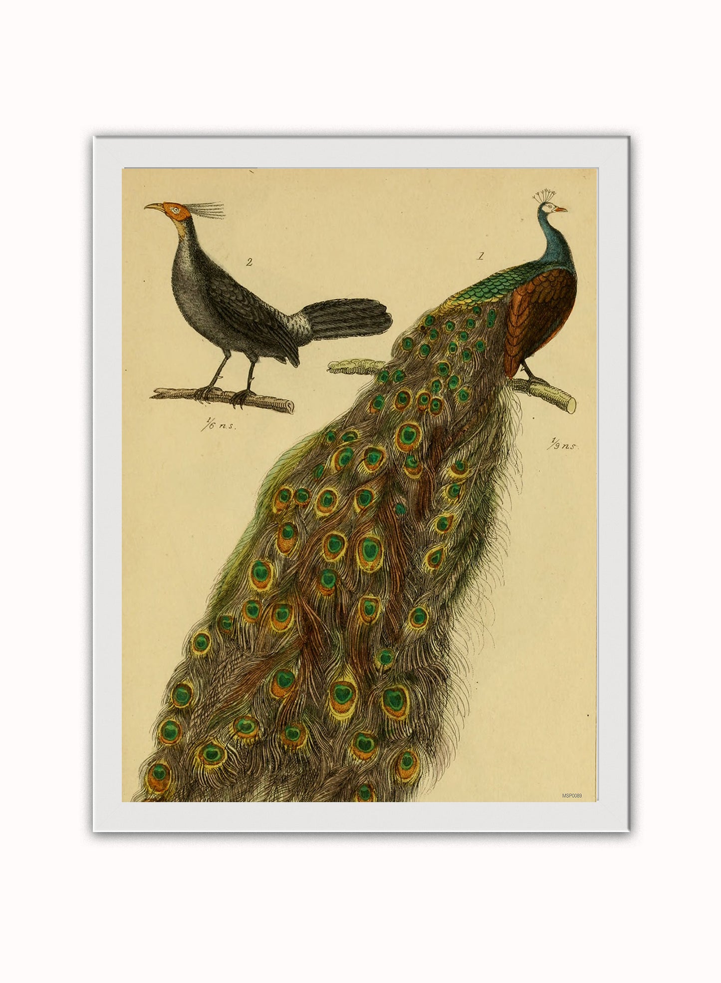 Peacocks Natural History Vintage Poster Wall Art Print 30x40cm White Frame