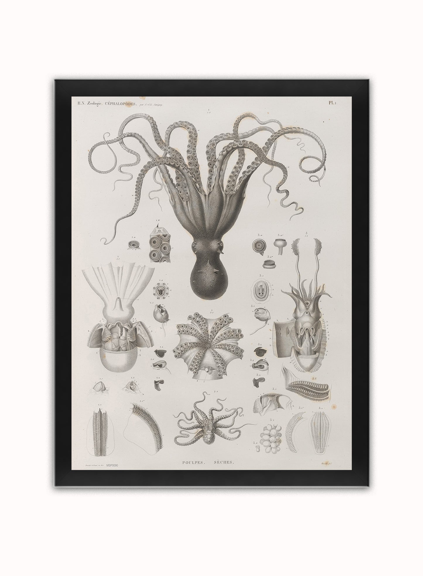 Octopus Natural History Vintage Poster Wall Art Print 30x40cm Black Frame