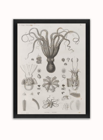 Octopus Natural History Vintage Poster Wall Art Print 30x40cm Black Frame