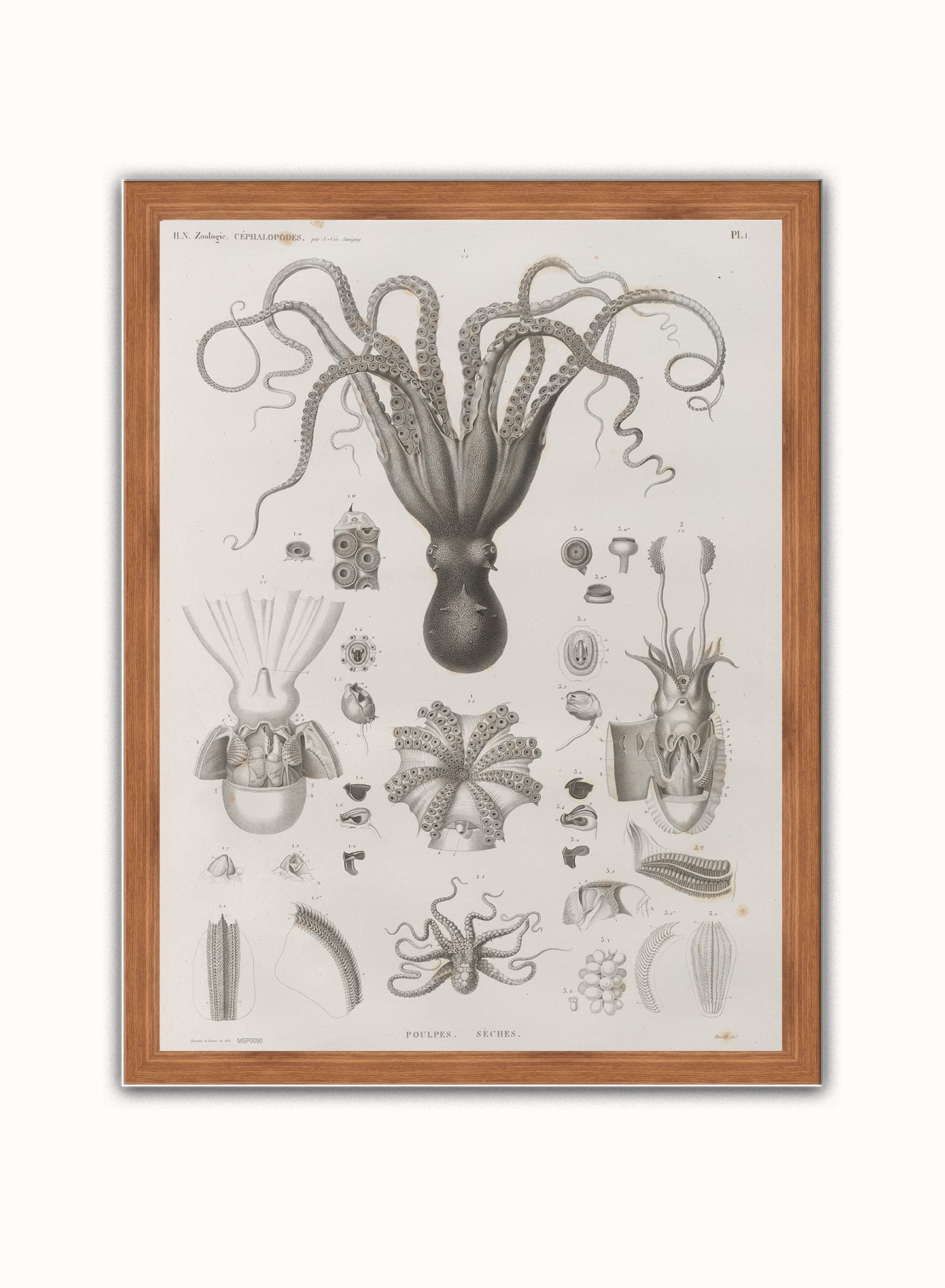 Octopus Natural History Vintage Poster Wall Art Print 30x40cm Dark Wood