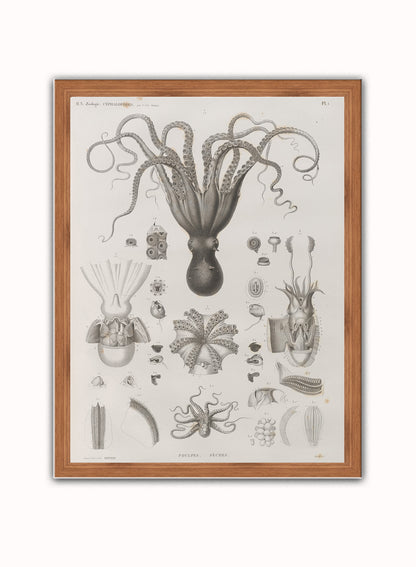 Octopus Natural History Vintage Poster Wall Art Print 30x40cm Dark Wood