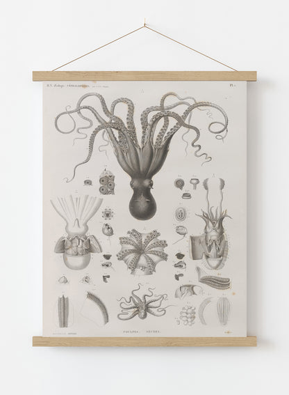 Octopus Natural History Vintage Poster Wall Art Print 30x40cm Hanger
