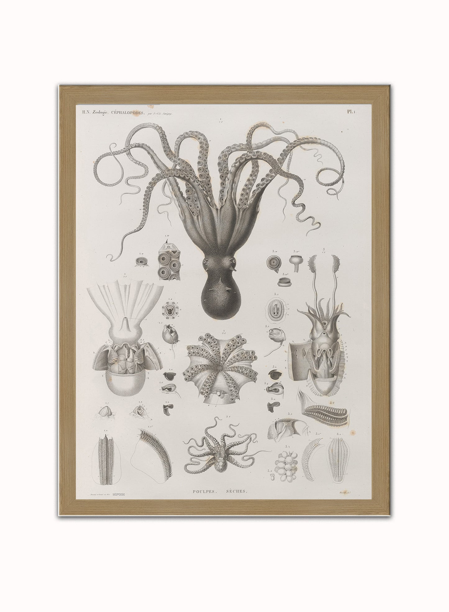 Octopus Natural History Vintage Poster Wall Art Print 30x40cm Light Wood