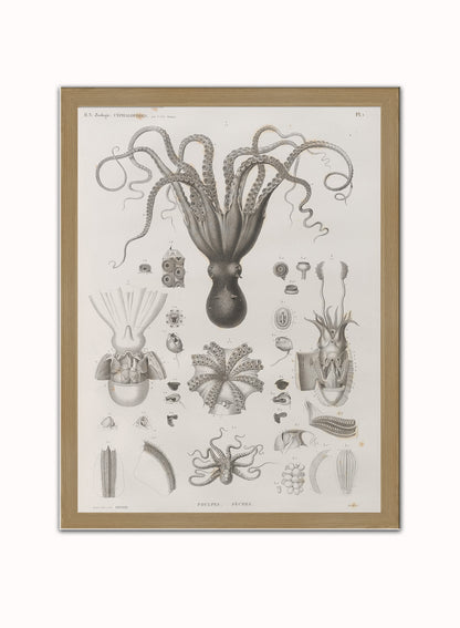 Octopus Natural History Vintage Poster Wall Art Print 30x40cm Light Wood