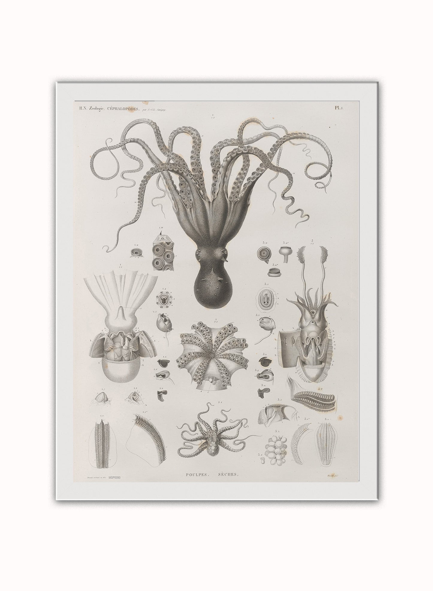 Octopus Natural History Vintage Poster Wall Art Print 30x40cm White Frame