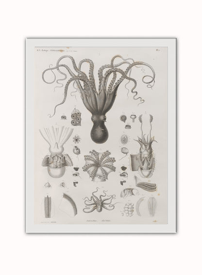 Octopus Natural History Vintage Poster Wall Art Print 30x40cm White Frame