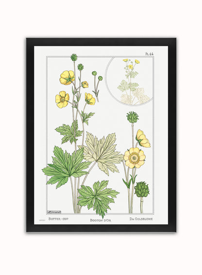 Botanical Print – Maurice Pillard Verneuil. Botanical Wall Art 30x40cm Black Frame