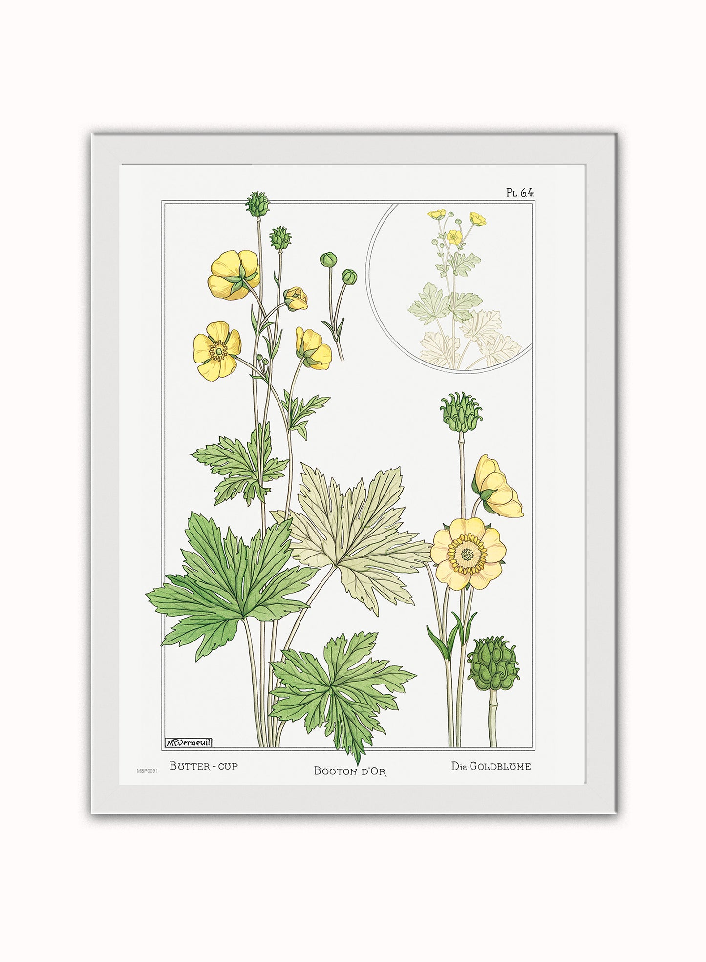 Botanical Print – Maurice Pillard Verneuil. Botanical Wall Art 30x40cm White Frame