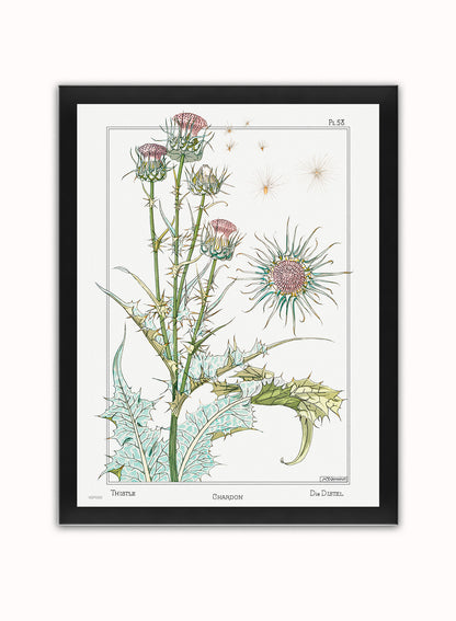 Botanical Print – Maurice Pillard Verneuil. Botanical Wall Art 30x40cm Black Frame