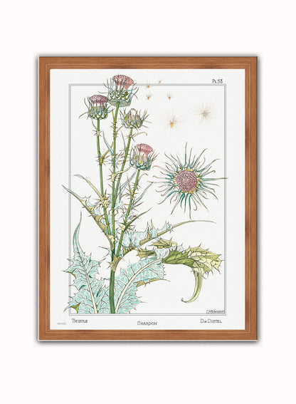 Botanical Print – Maurice Pillard Verneuil. Botanical Wall Art 30x40cm Dark Wood