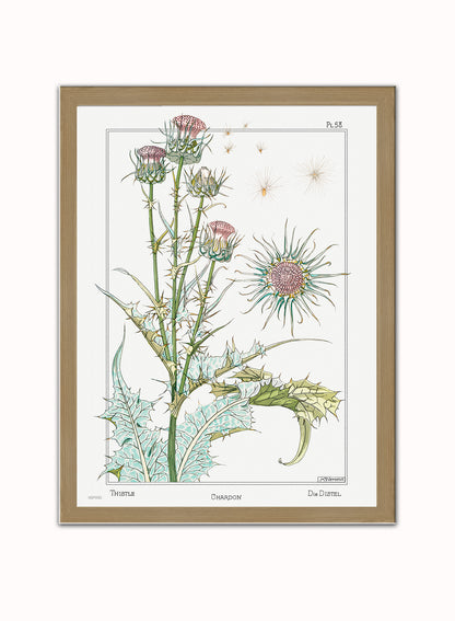 Botanical Print – Maurice Pillard Verneuil. Botanical Wall Art 30x40cm Light Wood