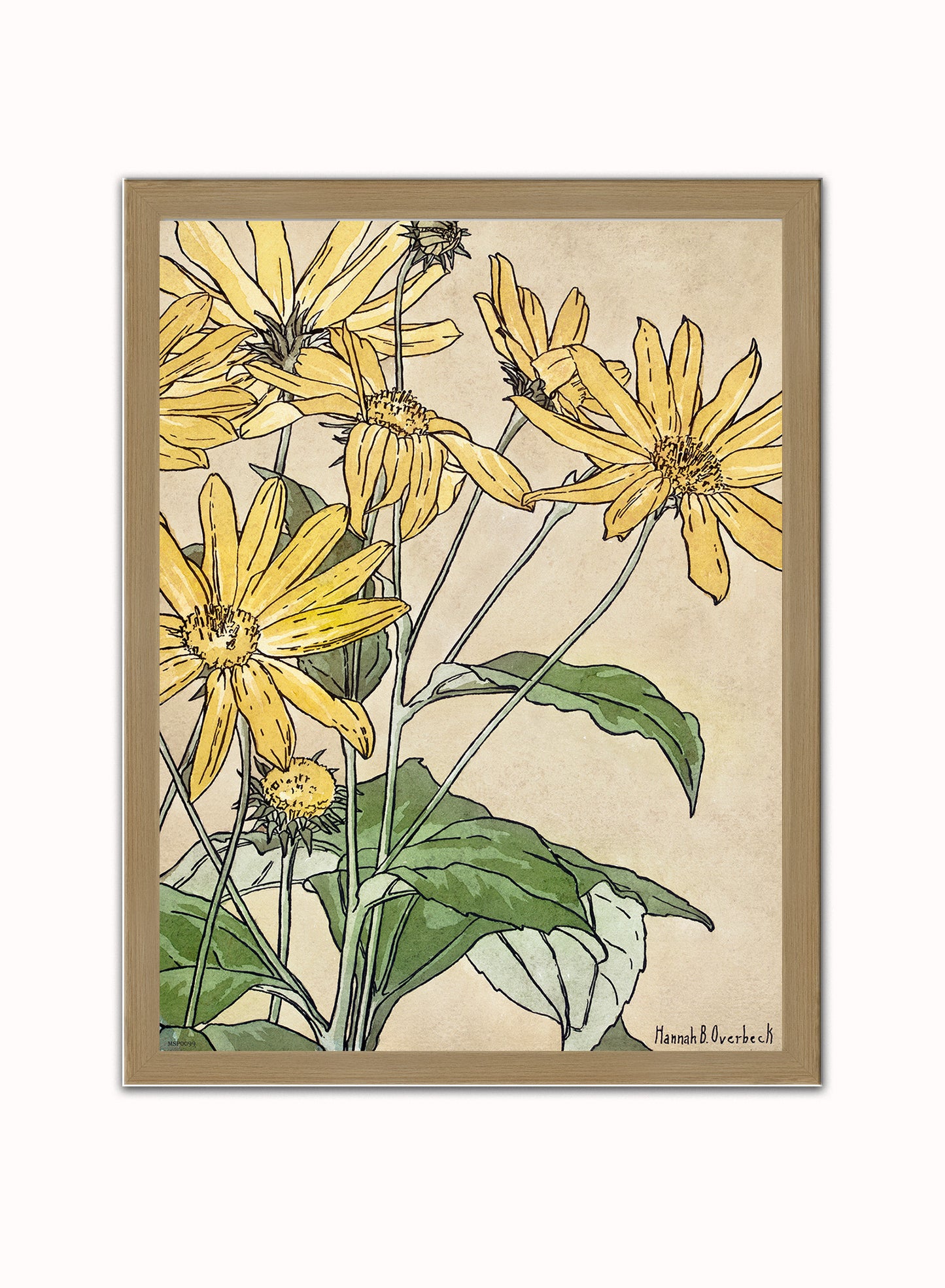 Sunflowers (1915) by Hannah Borger Overbeck Botanical Print – Hannah Borger Overbeck Botanical Botanical Wall Art 30x40cm Light Wood