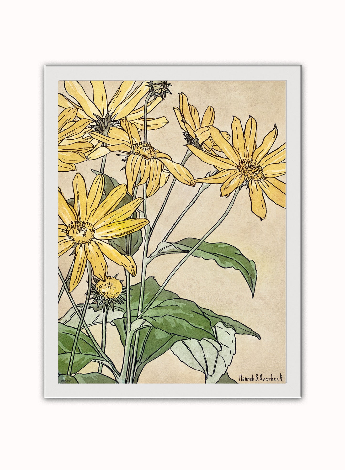 Sunflowers (1915) by Hannah Borger Overbeck Botanical Print – Hannah Borger Overbeck Botanical Botanical Wall Art 30x40cm White Frame