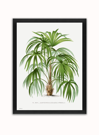 Vintage palm tree illustration Les Palmiers Histoire Iconographique Cocos Weddeliana (1878), illustrated by Oswald de Kerchove de Denterghem Print – Oswald de Kerchove de Denterghem Vintage Art Wall Art 30x40cm Black Frame