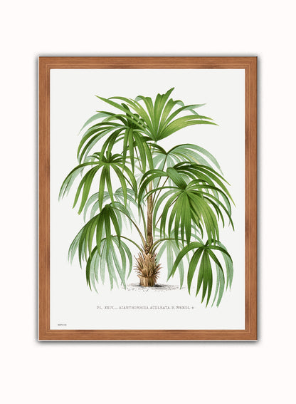 Vintage palm tree illustration Les Palmiers Histoire Iconographique Cocos Weddeliana (1878), illustrated by Oswald de Kerchove de Denterghem Print – Oswald de Kerchove de Denterghem Vintage Art Wall Art 30x40cm Dark Wood