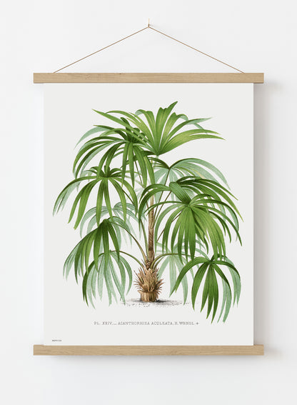 Vintage palm tree illustration Les Palmiers Histoire Iconographique Cocos Weddeliana (1878), illustrated by Oswald de Kerchove de Denterghem Print – Oswald de Kerchove de Denterghem Vintage Art Wall Art 30x40cm Hanger