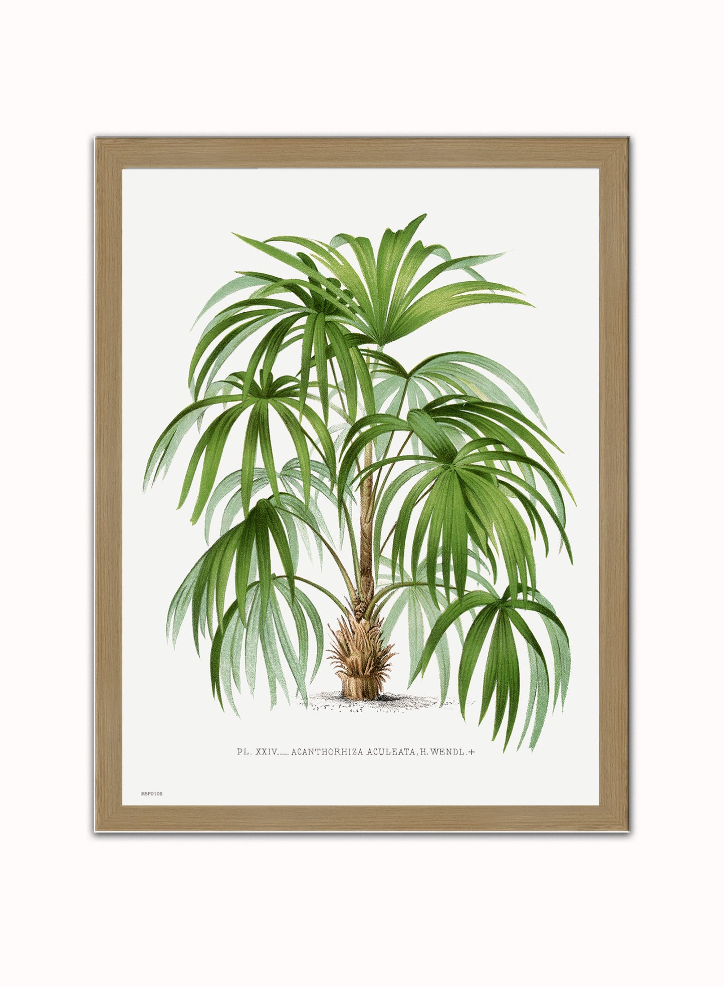 Vintage palm tree illustration Les Palmiers Histoire Iconographique Cocos Weddeliana (1878), illustrated by Oswald de Kerchove de Denterghem Print – Oswald de Kerchove de Denterghem Vintage Art Wall Art 30x40cm Light Wood