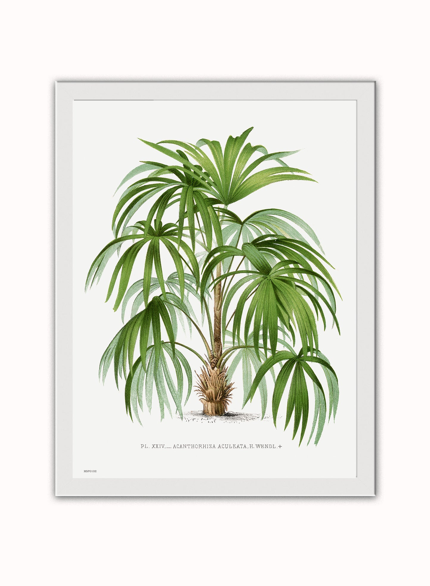 Vintage palm tree illustration Les Palmiers Histoire Iconographique Cocos Weddeliana (1878), illustrated by Oswald de Kerchove de Denterghem Print – Oswald de Kerchove de Denterghem Vintage Art Wall Art 30x40cm White Frame