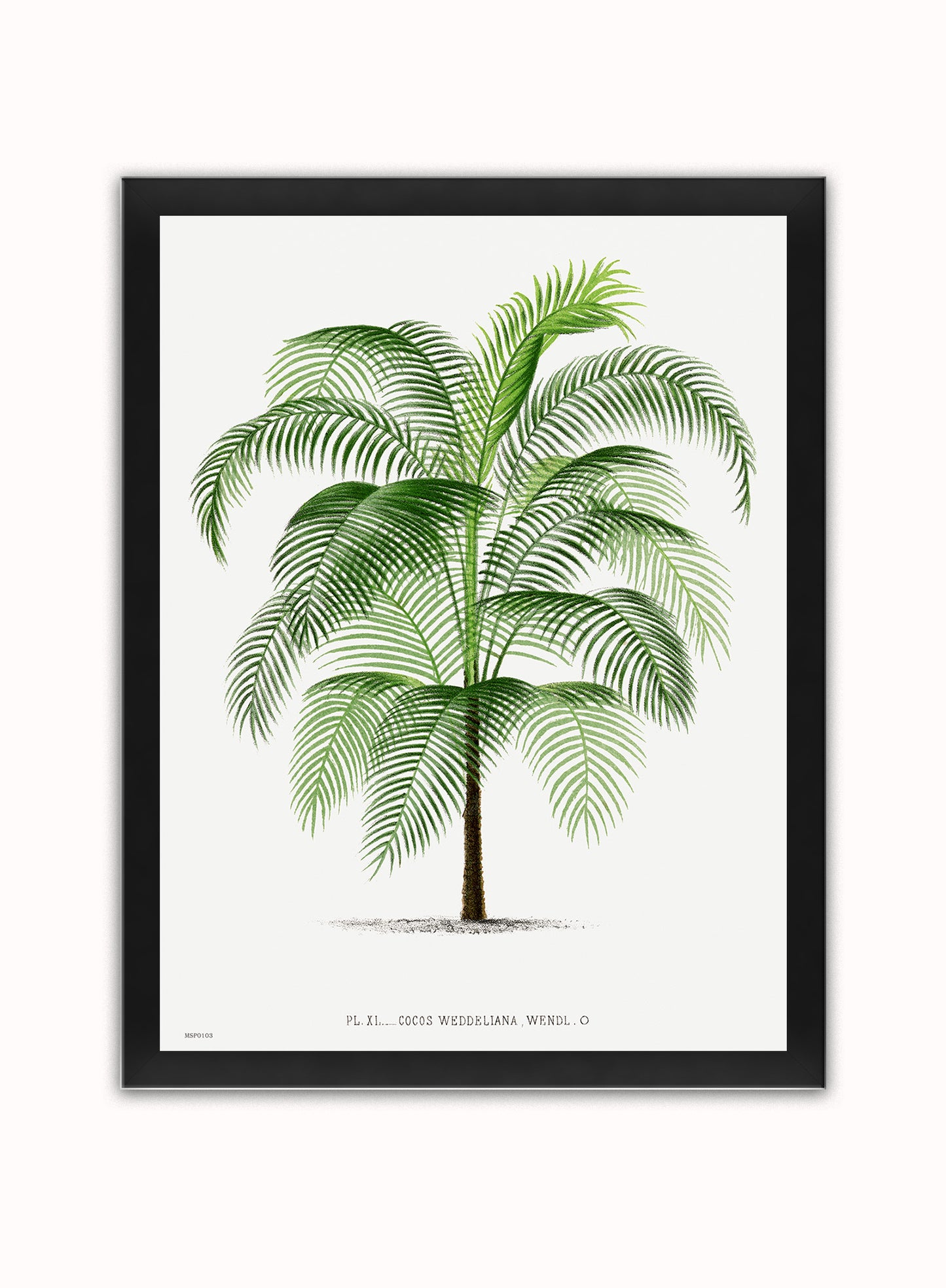 Vintage palm tree illustration Les Palmiers Histoire Iconographique Acanthor Aculeata (1878), illustrated by Oswald de Kerchove de Denterghem Print – Oswald de Kerchove de Denterghem Vintage Art Wall Art 30x40cm Black Frame