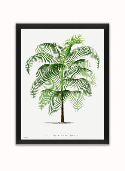 Vintage palm tree illustration Les Palmiers Histoire Iconographique Acanthor Aculeata (1878), illustrated by Oswald de Kerchove de Denterghem Print – Oswald de Kerchove de Denterghem Vintage Art Wall Art 30x40cm Black Frame