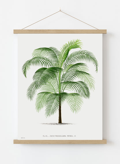 Vintage palm tree illustration Les Palmiers Histoire Iconographique Acanthor Aculeata (1878), illustrated by Oswald de Kerchove de Denterghem Print – Oswald de Kerchove de Denterghem Vintage Art Wall Art 30x40cm Hanger