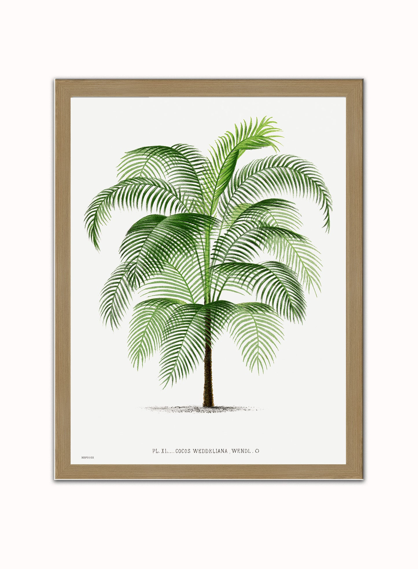 Vintage palm tree illustration Les Palmiers Histoire Iconographique Acanthor Aculeata (1878), illustrated by Oswald de Kerchove de Denterghem Print – Oswald de Kerchove de Denterghem Vintage Art Wall Art 30x40cm Light Wood