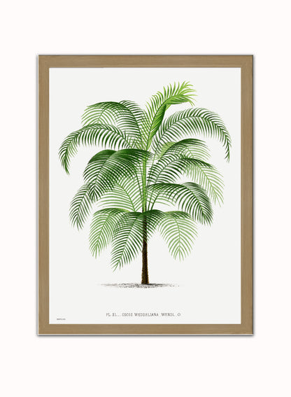 Vintage palm tree illustration Les Palmiers Histoire Iconographique Acanthor Aculeata (1878), illustrated by Oswald de Kerchove de Denterghem Print – Oswald de Kerchove de Denterghem Vintage Art Wall Art 30x40cm Light Wood