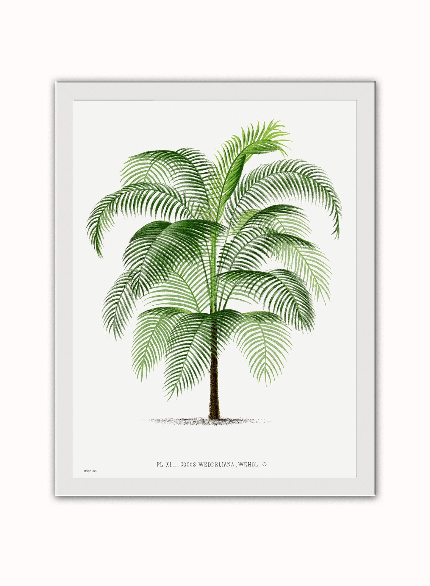 Vintage palm tree illustration Les Palmiers Histoire Iconographique Acanthor Aculeata (1878), illustrated by Oswald de Kerchove de Denterghem Print – Oswald de Kerchove de Denterghem Vintage Art Wall Art 30x40cm White Frame