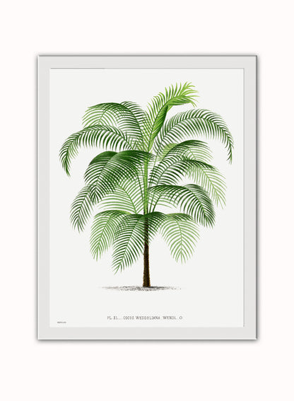 Vintage palm tree illustration Les Palmiers Histoire Iconographique Acanthor Aculeata (1878), illustrated by Oswald de Kerchove de Denterghem Print – Oswald de Kerchove de Denterghem Vintage Art Wall Art 30x40cm White Frame