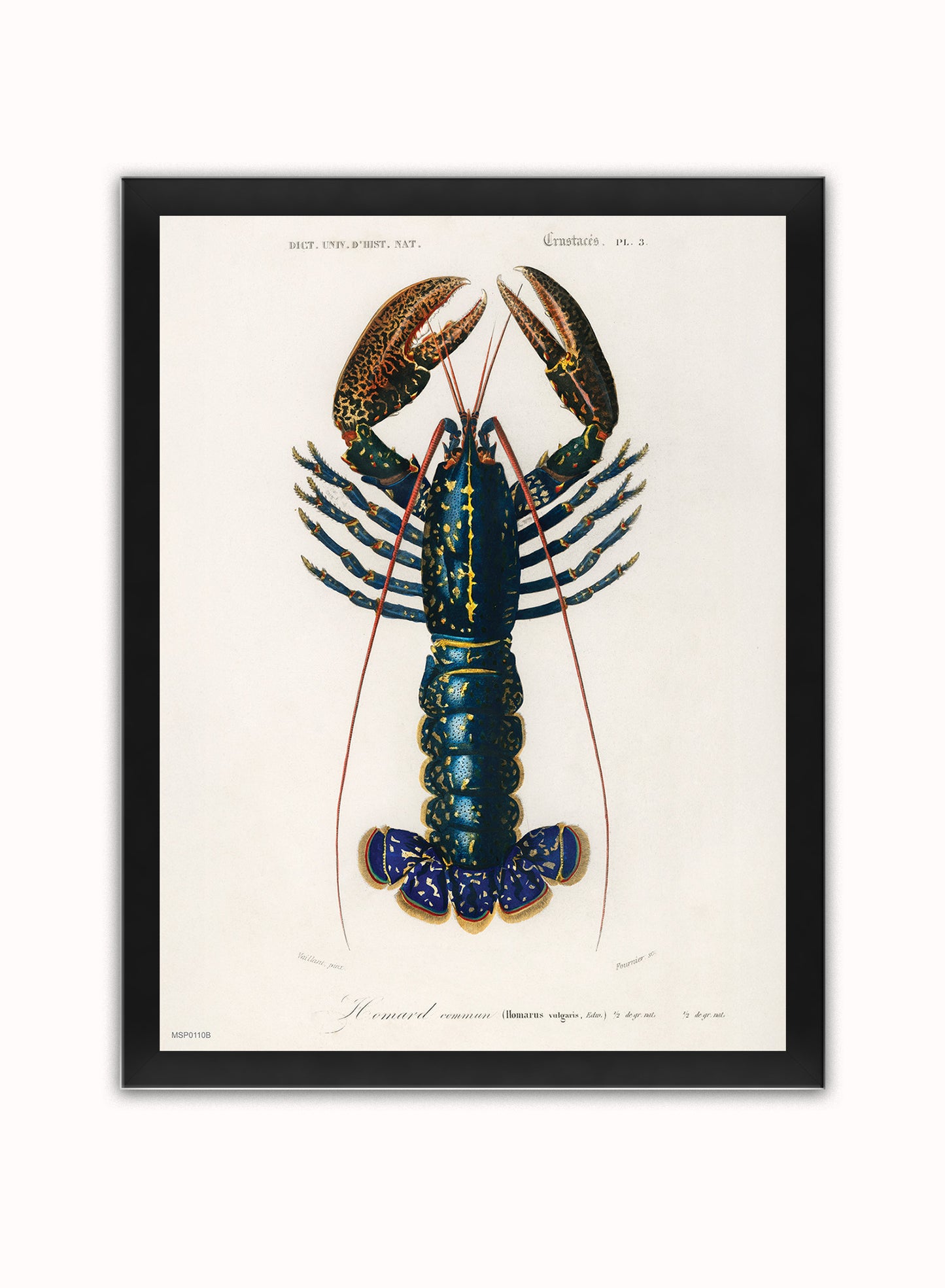 European Lobster by Charles Dessalines d'Orbigny Vintage Print – Charles Dessalines d'Orbigny Vintage Poster Vintage Poster Wall Art 30x40cm Black Frame