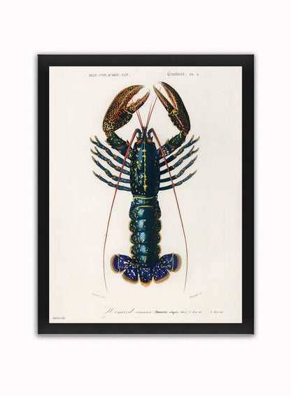 European Lobster by Charles Dessalines d'Orbigny Vintage Print – Charles Dessalines d'Orbigny Vintage Poster Vintage Poster Wall Art 30x40cm Black Frame
