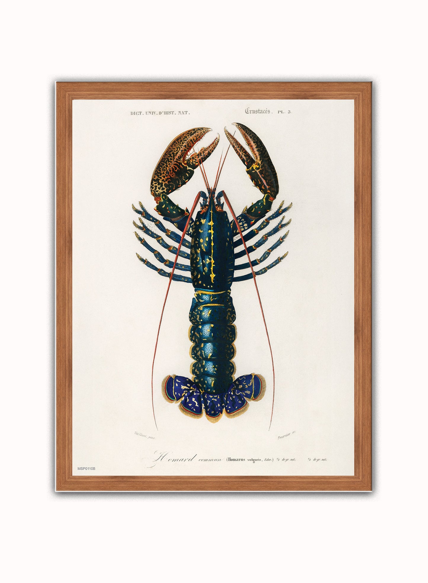 European Lobster by Charles Dessalines d'Orbigny Vintage Print – Charles Dessalines d'Orbigny Vintage Poster Vintage Poster Wall Art 30x40cm Dark Wood