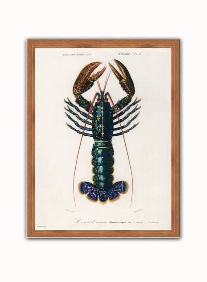 European Lobster by Charles Dessalines d'Orbigny Vintage Print – Charles Dessalines d'Orbigny Vintage Poster Vintage Poster Wall Art 30x40cm Dark Wood