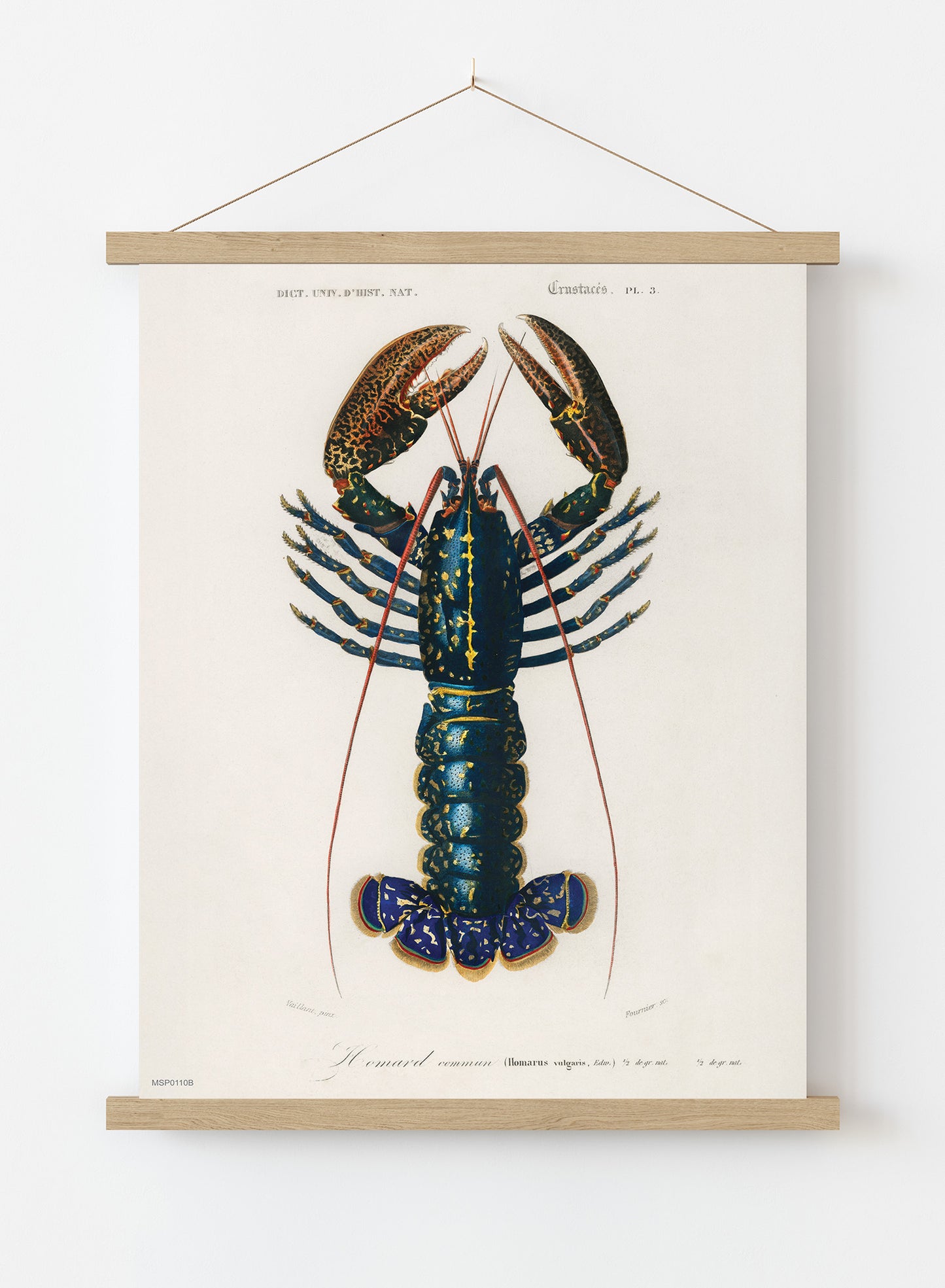 European Lobster by Charles Dessalines d'Orbigny Vintage Print – Charles Dessalines d'Orbigny Vintage Poster Vintage Poster Wall Art 30x40cm Hanger