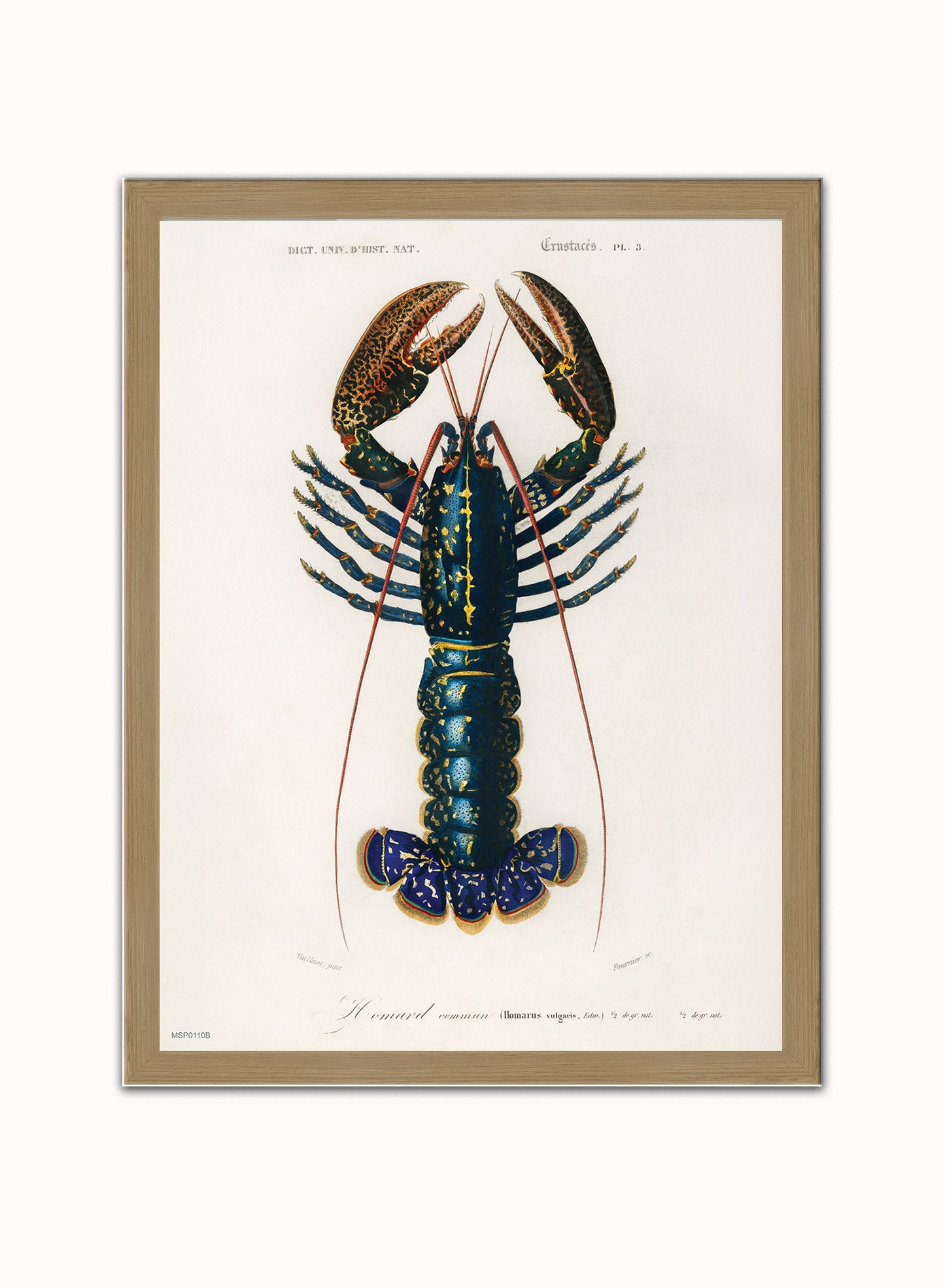 European Lobster by Charles Dessalines d'Orbigny Vintage Print – Charles Dessalines d'Orbigny Vintage Poster Vintage Poster Wall Art 30x40cm Light Wood