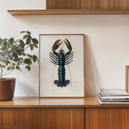 European Lobster by Charles Dessalines d'Orbigny Vinatge Poster 30x40cm Art Print