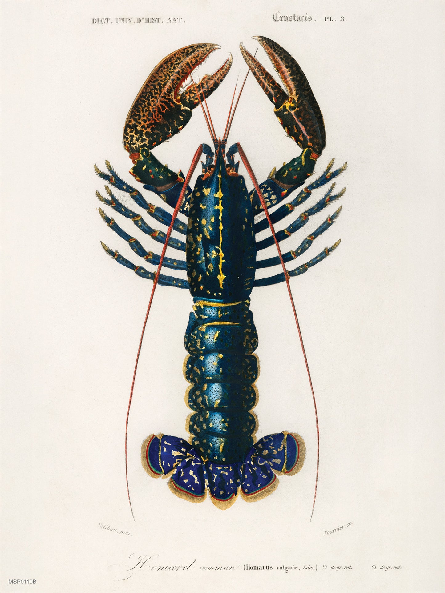 European Lobster by Charles Dessalines d'Orbigny Vinatge Poster 30x40cm Art Print