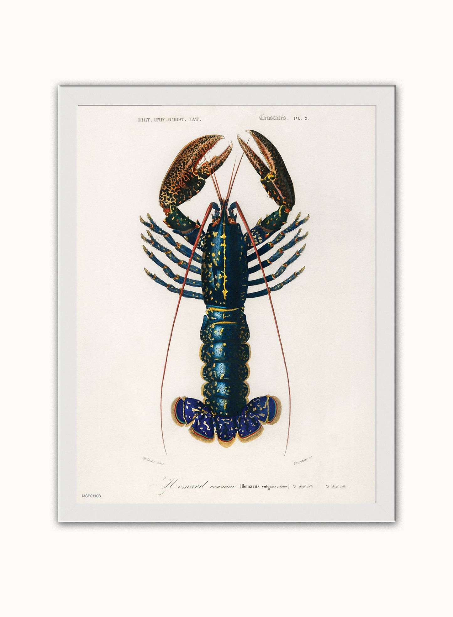 European Lobster by Charles Dessalines d'Orbigny Vintage Print – Charles Dessalines d'Orbigny Vintage Poster Vintage Poster Wall Art 30x40cm White Frame