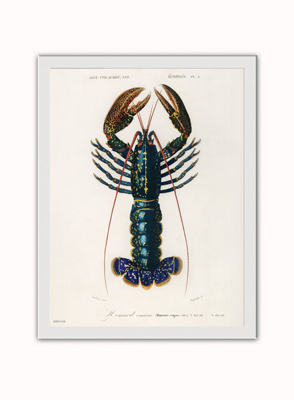 European Lobster by Charles Dessalines d'Orbigny Vintage Print – Charles Dessalines d'Orbigny Vintage Poster Vintage Poster Wall Art 30x40cm White Frame