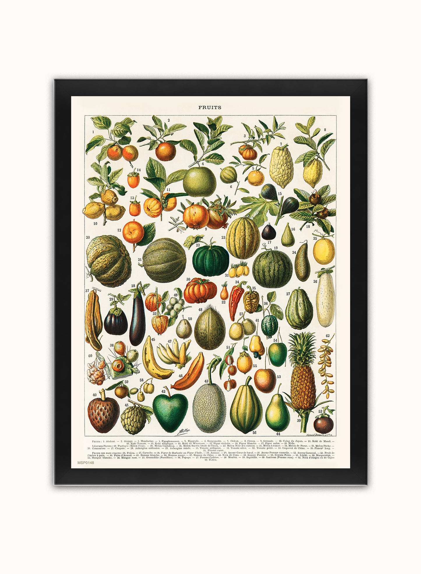 Illustration of Fruit is a drawing by Adolphe Philippe Millot Print – Adolphe Philippe Millot Vintage Art Wall Art 30x40cm Black Frame