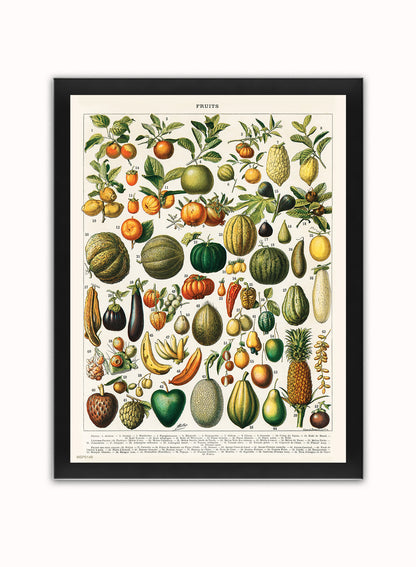 Illustration of Fruit is a drawing by Adolphe Philippe Millot Print – Adolphe Philippe Millot Vintage Art Wall Art 30x40cm Black Frame