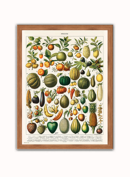 Illustration of Fruit is a drawing by Adolphe Philippe Millot Print – Adolphe Philippe Millot Vintage Art Wall Art 30x40cm Dark Wood