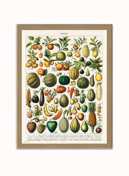 Illustration of Fruit is a drawing by Adolphe Philippe Millot Print – Adolphe Philippe Millot Vintage Art Wall Art 30x40cm Light Wood