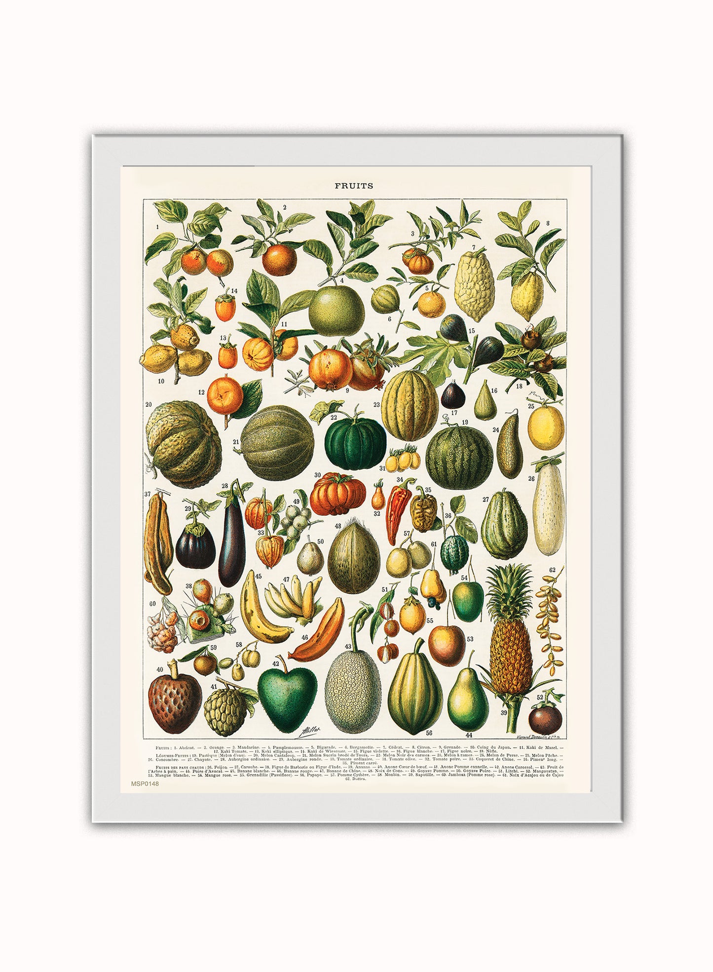 Illustration of Fruit is a drawing by Adolphe Philippe Millot Print – Adolphe Philippe Millot Vintage Art Wall Art 30x40cm White Frame