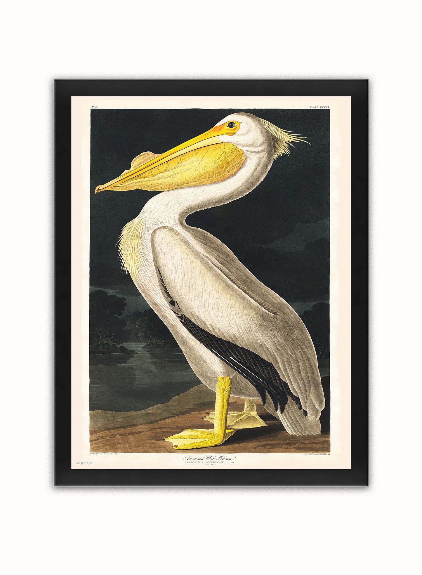 American White Pelican Bird John James Audubon Wall Vintage Art Wall Art Print 30x40cm Black Frame