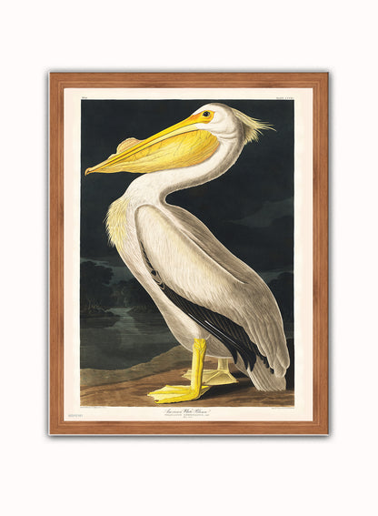 American White Pelican Bird John James Audubon Wall Vintage Art Wall Art Print 30x40cm Dark Wood