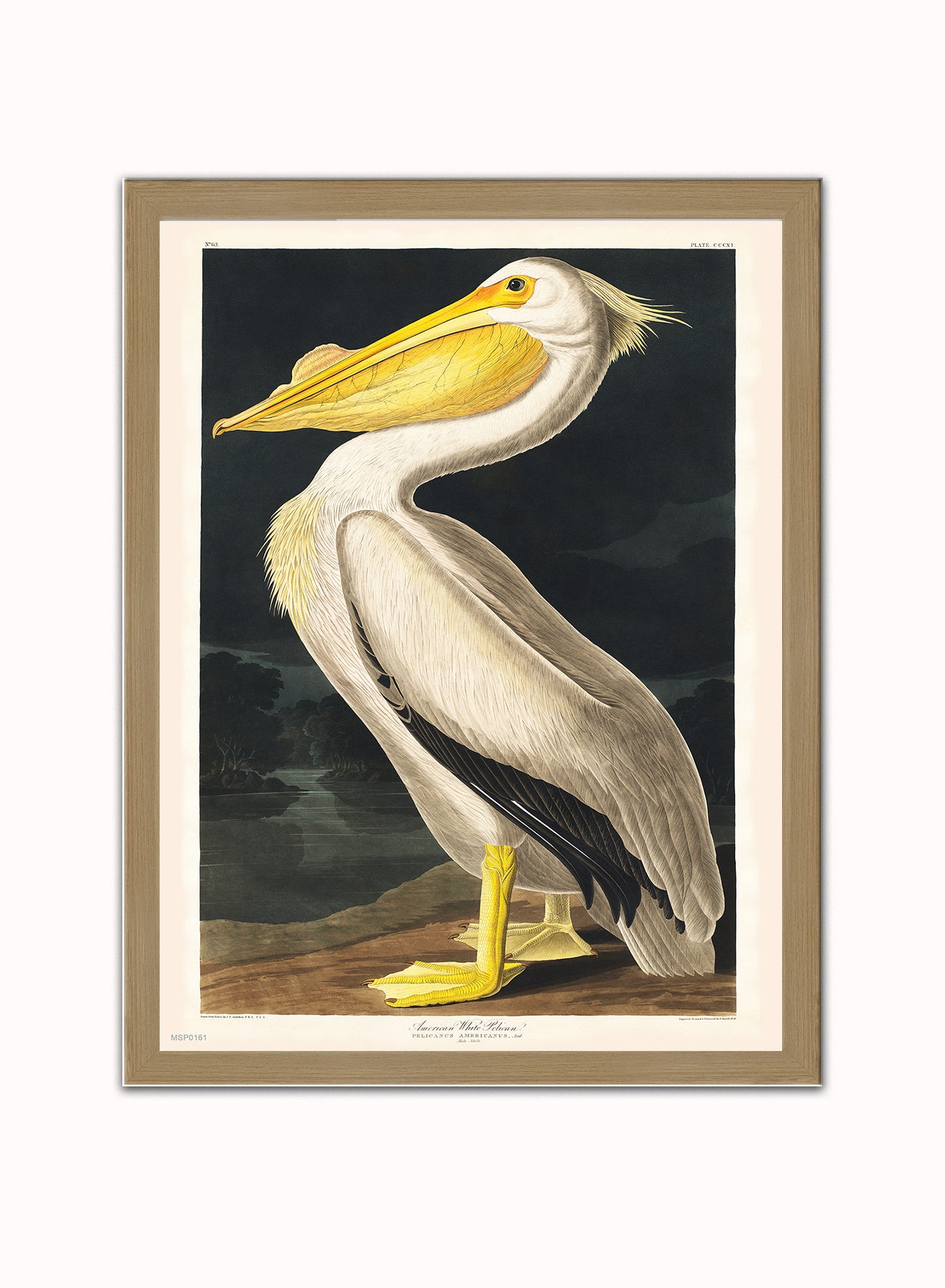 American White Pelican Bird John James Audubon Wall Vintage Art Wall Art Print 30x40cm Light Wood
