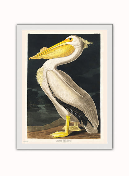 American White Pelican Bird John James Audubon Wall Vintage Art Wall Art Print 30x40cm White Frame